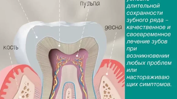 Строение зуба