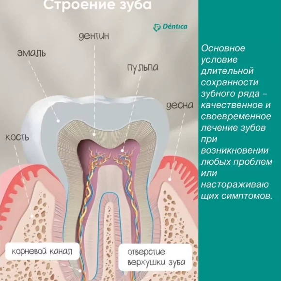 Строение зуба