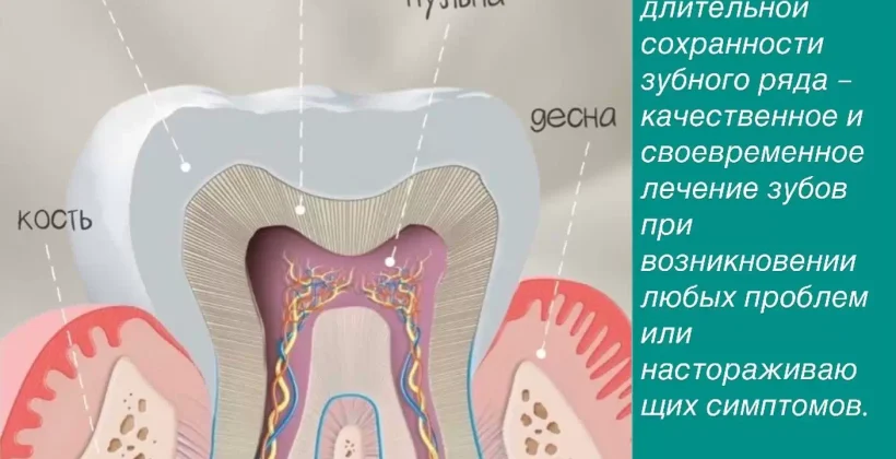 Строение зуба