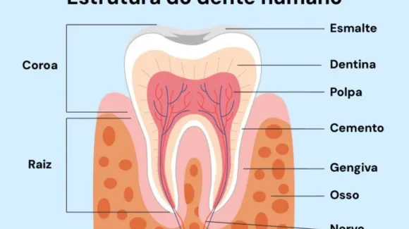 Estrutura dentária