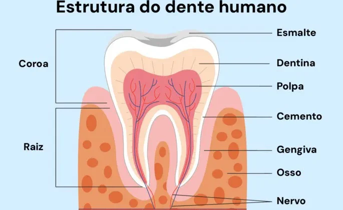 Estrutura dentária